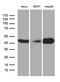 2',3'-Cyclic Nucleotide 3' Phosphodiesterase antibody, MA5-27394, Invitrogen Antibodies, Western Blot image 