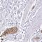 Erythrocyte Membrane Protein Band 4.2 antibody, PA5-59127, Invitrogen Antibodies, Immunohistochemistry frozen image 
