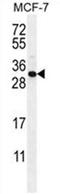 Complement C1q Like 4 antibody, AP50565PU-N, Origene, Western Blot image 
