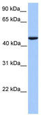 REX4 Homolog, 3'-5' Exonuclease antibody, TA331830, Origene, Western Blot image 