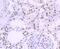 Tumor Protein P53 Binding Protein 2 antibody, NBP2-67094, Novus Biologicals, Immunohistochemistry paraffin image 