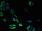 Cytochrome P450 4X1 antibody, orb35815, Biorbyt, Immunofluorescence image 
