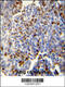 Fos-related antigen 2 antibody, 55-535, ProSci, Immunohistochemistry paraffin image 