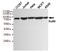 X-ray repair cross-complementing protein 5 antibody, TA347072, Origene, Western Blot image 