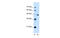 Proliferation-Associated 2G4 antibody, MBS835319, MyBioSource, Western Blot image 