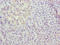 Methyltransferase Like 25 antibody, LS-C399662, Lifespan Biosciences, Immunohistochemistry paraffin image 