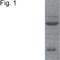 Nuclear Receptor Subfamily 3 Group C Member 2 antibody, MA1-620, Invitrogen Antibodies, Western Blot image 