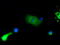Bruton Tyrosine Kinase antibody, LS-C115140, Lifespan Biosciences, Immunofluorescence image 