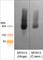Myosin Heavy Chain 13 antibody, MP4571, ECM Biosciences, Western Blot image 