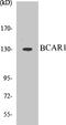 BCAR1 Scaffold Protein, Cas Family Member antibody, EKC1054, Boster Biological Technology, Western Blot image 