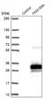 Shisa Like 2A antibody, NBP2-48597, Novus Biologicals, Western Blot image 