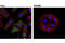 DAB Adaptor Protein 2 antibody, 12906S, Cell Signaling Technology, Immunofluorescence image 