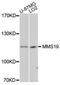 MMS19 Homolog, Cytosolic Iron-Sulfur Assembly Component antibody, A10944, ABclonal Technology, Western Blot image 