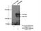 Pre-mRNA-processing factor 40 homolog B antibody, 16929-1-AP, Proteintech Group, Immunoprecipitation image 