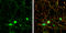 Double C2 Domain Alpha antibody, GTX119085, GeneTex, Immunocytochemistry image 