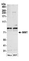 HMP antibody, A305-024A, Bethyl Labs, Western Blot image 