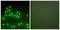 X-Ray Repair Cross Complementing 6 antibody, LS-B8389, Lifespan Biosciences, Immunofluorescence image 