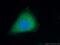 Apolipoprotein A1 antibody, 66206-1-Ig, Proteintech Group, Immunofluorescence image 