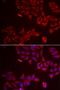 Galectin 8 antibody, LS-C334847, Lifespan Biosciences, Immunofluorescence image 