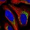 Mitochondrial Ribosomal Protein S28 antibody, HPA027202, Atlas Antibodies, Immunofluorescence image 