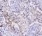 Enolase 2 antibody, A02930, Boster Biological Technology, Immunohistochemistry frozen image 