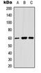 Angiopoietin 1 antibody, orb315752, Biorbyt, Western Blot image 