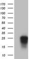 Granulophysin antibody, CF802919, Origene, Western Blot image 