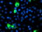 Cytochrome P450 Family 2 Subfamily J Member 2 antibody, TA503484, Origene, Immunofluorescence image 