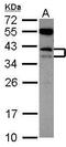 CD79b Molecule antibody, GTX101873, GeneTex, Western Blot image 