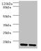 Mitochondrial Ribosomal Protein L55 antibody, A53785-100, Epigentek, Western Blot image 