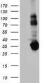 STX3 antibody, TA811075, Origene, Western Blot image 