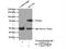 SLC22A5 antibody, 16331-1-AP, Proteintech Group, Immunoprecipitation image 