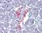 VGF Nerve Growth Factor Inducible antibody, orb94567, Biorbyt, Immunohistochemistry paraffin image 