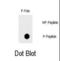 FAS antibody, abx031939, Abbexa, Dot Blot image 