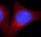 Malate dehydrogenase, cytoplasmic antibody, FNab05073, FineTest, Immunofluorescence image 