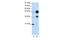 Forkhead Box A1 antibody, 27-652, ProSci, Enzyme Linked Immunosorbent Assay image 