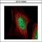 Macrophage Erythroblast Attacher antibody, GTX115394, GeneTex, Immunofluorescence image 