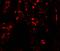 Polycomb protein SUZ12 antibody, LS-B10186, Lifespan Biosciences, Immunofluorescence image 