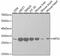Ribosomal Protein S3 antibody, GTX54720, GeneTex, Western Blot image 