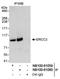 ERCC Excision Repair 3, TFIIH Core Complex Helicase Subunit antibody, NB100-61059, Novus Biologicals, Western Blot image 