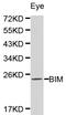 BCL2 Like 11 antibody, LS-C192643, Lifespan Biosciences, Western Blot image 