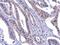 Poly(U) Binding Splicing Factor 60 antibody, NBP2-43835, Novus Biologicals, Immunohistochemistry frozen image 