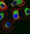 Pituitary Tumor-Transforming 2 antibody, PA5-35183, Invitrogen Antibodies, Immunofluorescence image 