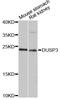 Dual specificity protein phosphatase 3 antibody, abx125791, Abbexa, Western Blot image 