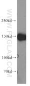Microtubule-associated serine/threonine-protein kinase 3 antibody, 19507-1-AP, Proteintech Group, Western Blot image 