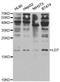 Leptin antibody, TA332832, Origene, Western Blot image 