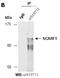 Scavenger Receptor Class F Member 1 antibody, orb107115, Biorbyt, Immunoprecipitation image 