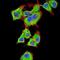14-3-3 beta antibody, NBP2-61780, Novus Biologicals, Immunofluorescence image 