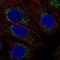 Cytochrome C Oxidase Assembly Factor COX16 antibody, NBP2-31863, Novus Biologicals, Immunofluorescence image 