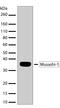 Musashi RNA Binding Protein 1 antibody, 710237, Invitrogen Antibodies, Western Blot image 